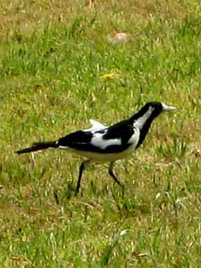 4064-Black&WhiteBird-071026-1002a