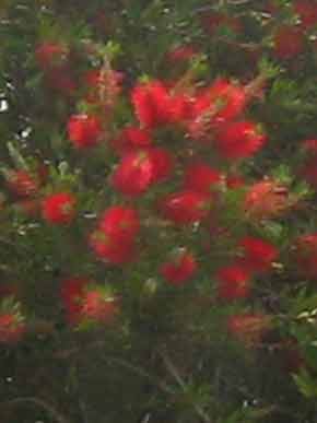 4071-BottleBrush-071026-1023a