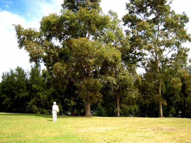4069-EcupalyptusTrees-071026-1003a""