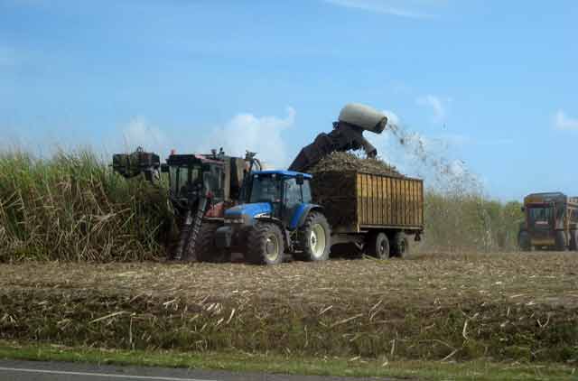 4517-SugarCaneHarvest-071030-806a