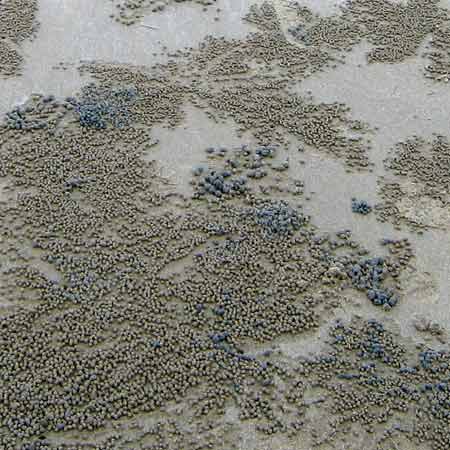 4452-4MileBeach-102807-439p
