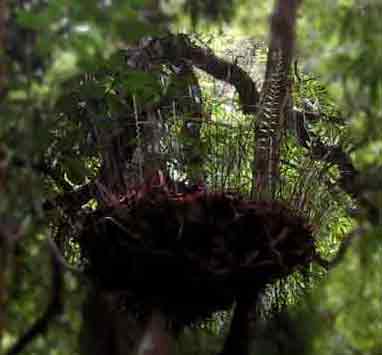 4524-BigNest-c-071030-825a