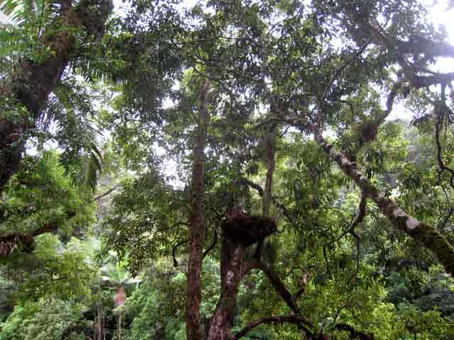 4524-BigNest-071030-825a