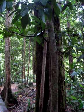 4528-Trees-071030-830a