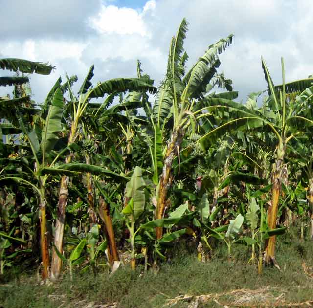 4542-Bananas-071030-904a