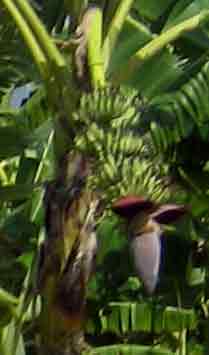 4542-Bunch-Bananas-071030-904a