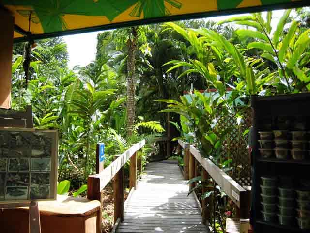 4545-UnderCanopy-071030-929a