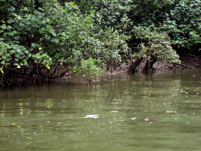 4564-RiverBank-071030-951a