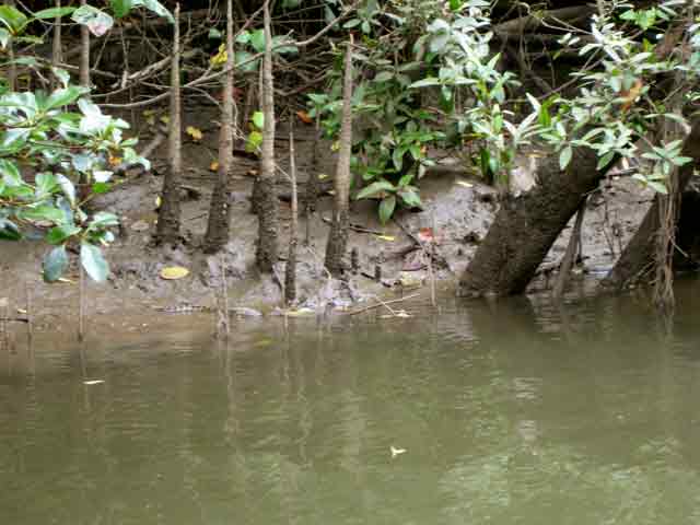 4565-BabyCroc-071030-952a