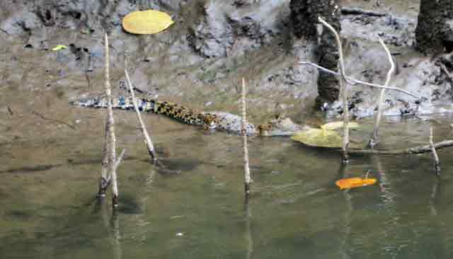 4567-BabyCrocodile-c-071030-953a