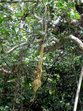 4576-HangingNest-071030-957a