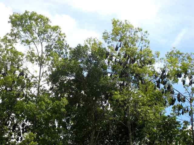 4592-BatsInTrees-071030-1008a