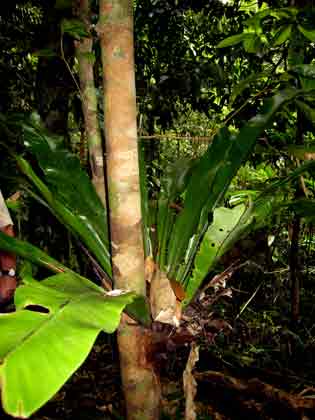 4661-BirdsNestFern-071030-1234p""