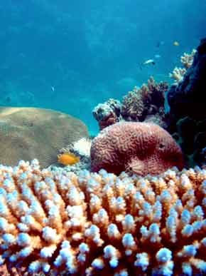 290015-Coral-071029-1053a
