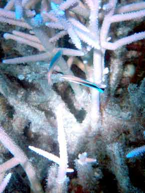 290017-Coral&SmallFish-071029-1056a