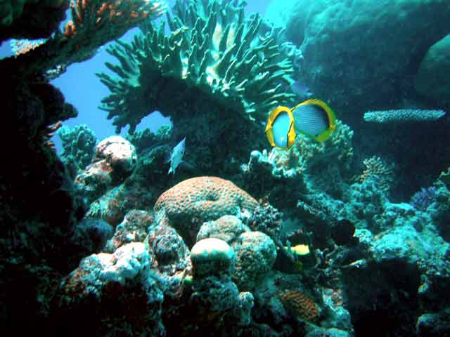 290026-Coral&BlueFish-071029-1101a