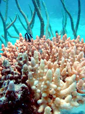 290028-Coral&strippedFish-071029-1107a