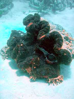 290030-Scallop-071029-1108a