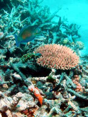 290032-OrangeCoral-071029-1109a