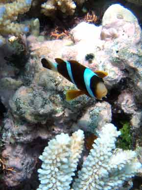 290035-Coral-071029-1111a