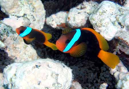 290039-Orange-Black-CyanFish-071029-1112a