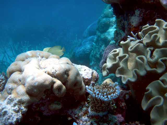 290045-Coral-071029-1117a