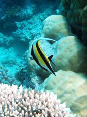 290041-Fish-071029-1114a