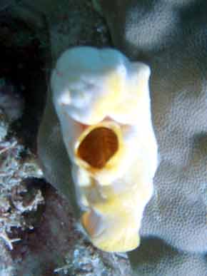 290042-BigMouth-071029-1114a