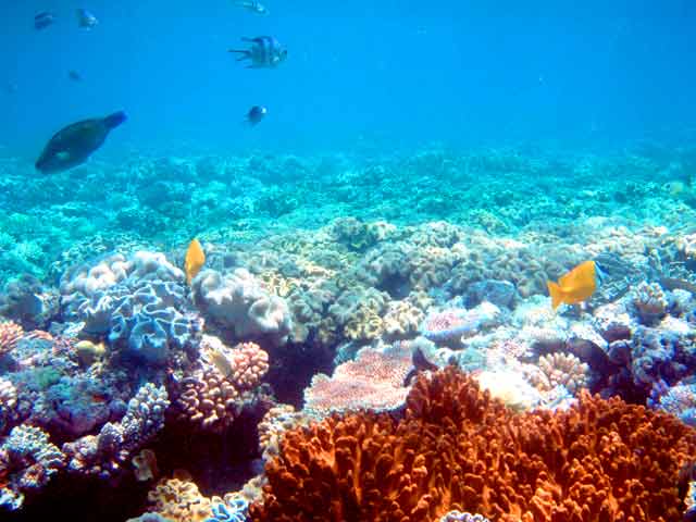 290055-coral-071029-1239p