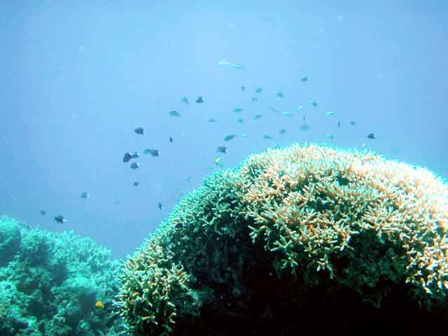 290058-CoralDome-071029-1242p