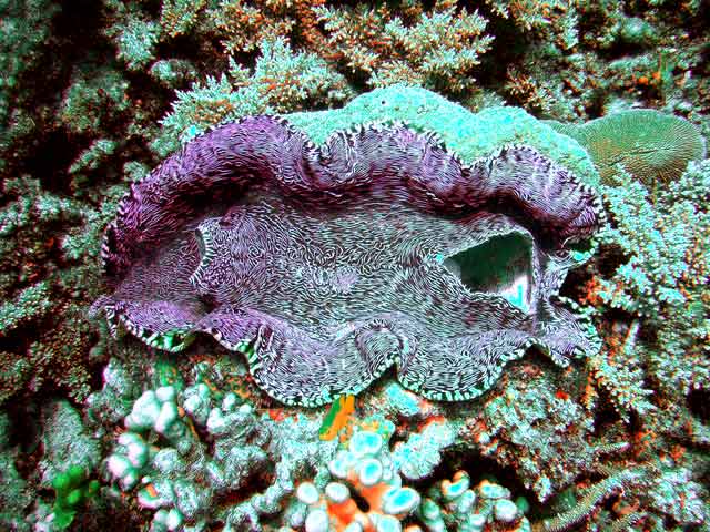 290061-Scallop-071029-1249p
