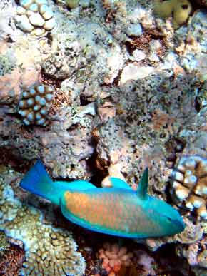290056-FishOnSide-071029-1240p