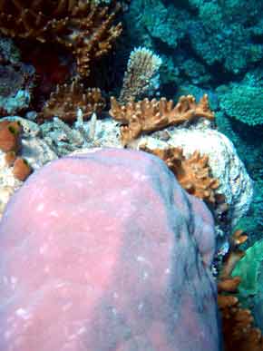 290057-Coral-071029-1241p