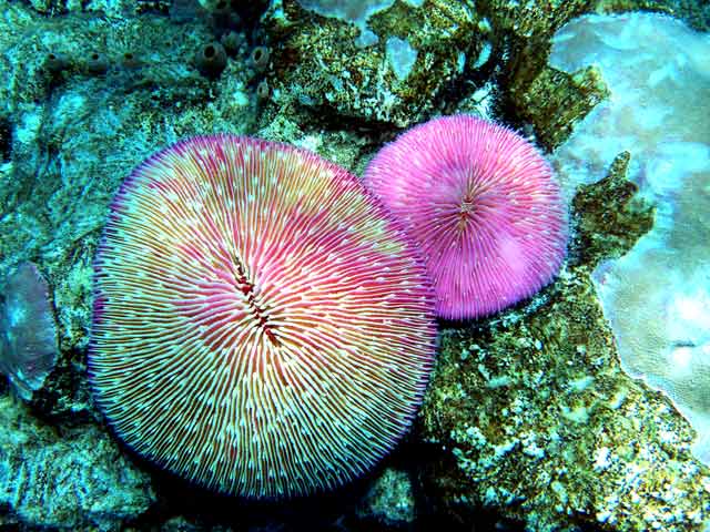 290059-Coral-071029-1243p