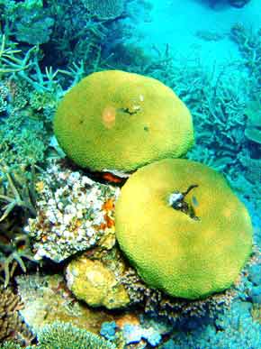 290072-Coral-071029-156p