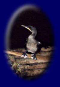 Click here for pictures of the comorant fishing.