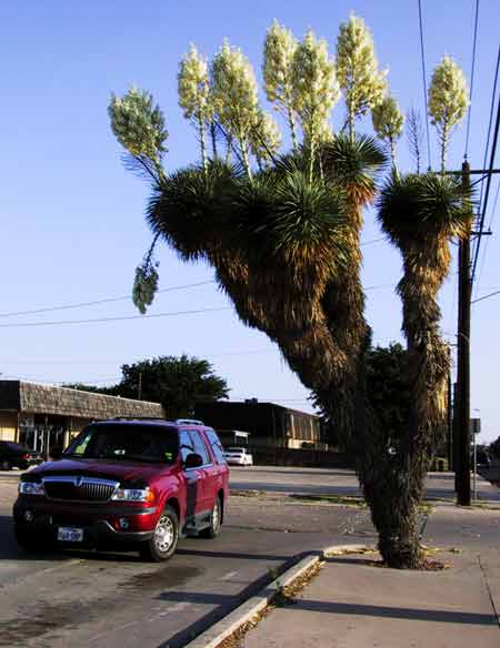 yucca-060401-710a