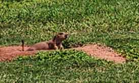 UTPB-groundHog-090703