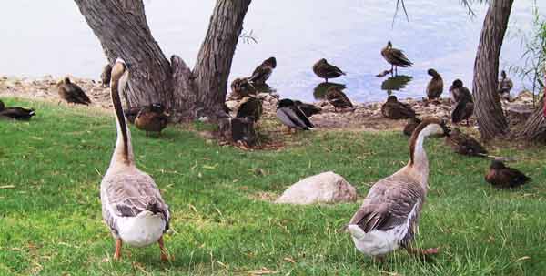 ducke-MemorialGardens-091103